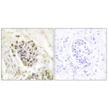 Immunohistochemistry - Anti-MED1 Antibody (C11093) - Antibodies.com