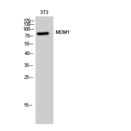 Western Blot - Anti-MDM1 Antibody (C17108) - Antibodies.com