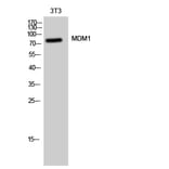 Western Blot - Anti-MDM1 Antibody (C17108) - Antibodies.com
