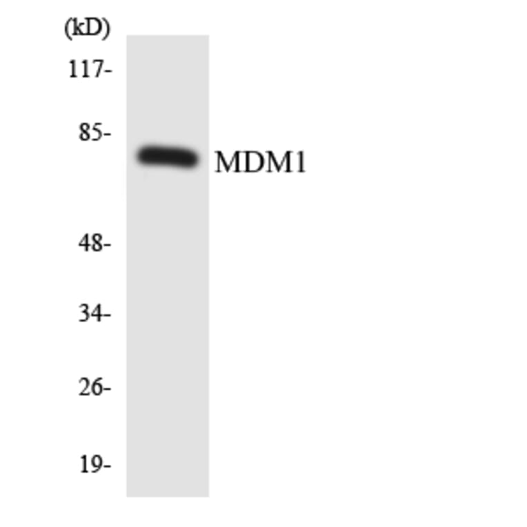 Western Blot - Anti-MDM1 Antibody (R12-3010) - Antibodies.com