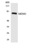 Western Blot - Anti-MDM1 Antibody (R12-3010) - Antibodies.com