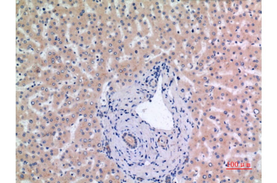 Immunohistochemistry - Anti-MCM7 Antibody (C30131) - Antibodies.com