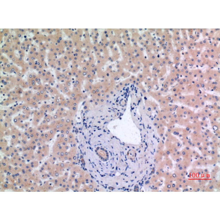 Immunohistochemistry - Anti-MCM7 Antibody (C30131) - Antibodies.com