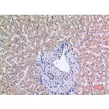 Immunohistochemistry - Anti-MCM7 Antibody (C30131) - Antibodies.com
