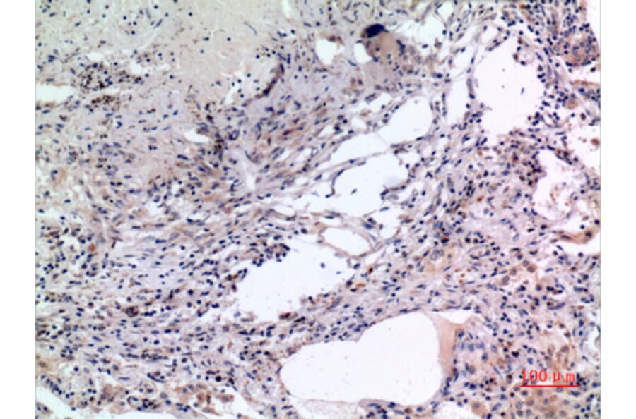 Immunohistochemistry - Anti-MCM7 Antibody (C30131) - Antibodies.com