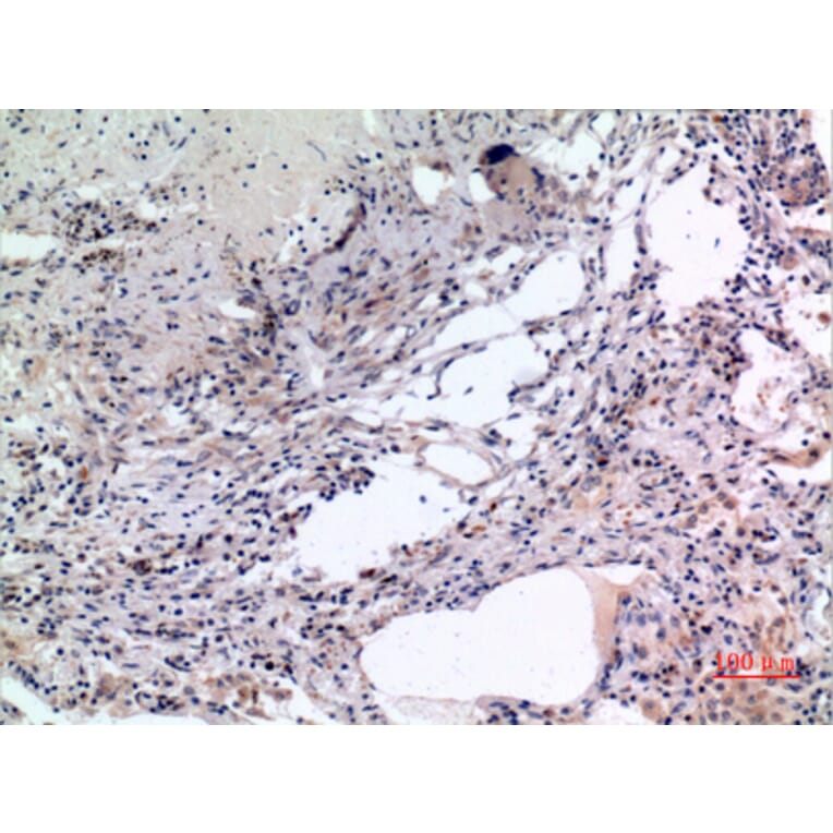 Immunohistochemistry - Anti-MCM7 Antibody (C30131) - Antibodies.com