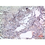 Immunohistochemistry - Anti-MCM7 Antibody (C30131) - Antibodies.com