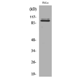 Western Blot - Anti-MCM6 Antibody (C30289) - Antibodies.com