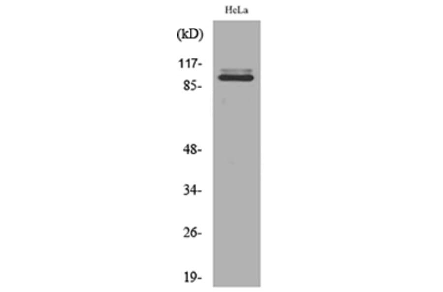 Western Blot - Anti-MCM6 Antibody (C30289) - Antibodies.com