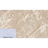 Immunohistochemistry - Anti-MCL1 Antibody (C30046) - Antibodies.com