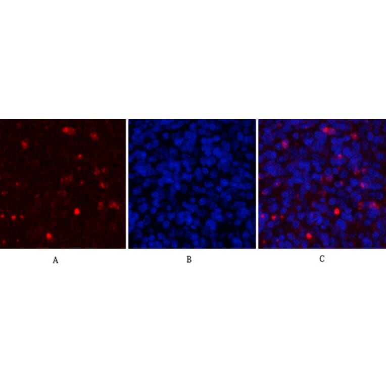 Immunofluorescence - Anti-MCL1 Antibody (C30046) - Antibodies.com