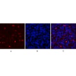 Immunofluorescence - Anti-MCL1 Antibody (C30046) - Antibodies.com
