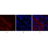 Immunofluorescence - Anti-MCL1 Antibody (C30046) - Antibodies.com