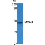 Western Blot - Anti-MCAD Antibody (R12-2235) - Antibodies.com