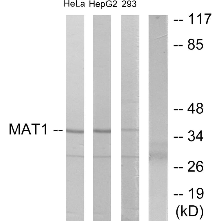 Western Blot - Anti-MAT1 Antibody (C10691) - Antibodies.com