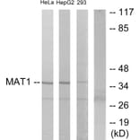 Western Blot - Anti-MAT1 Antibody (C10691) - Antibodies.com