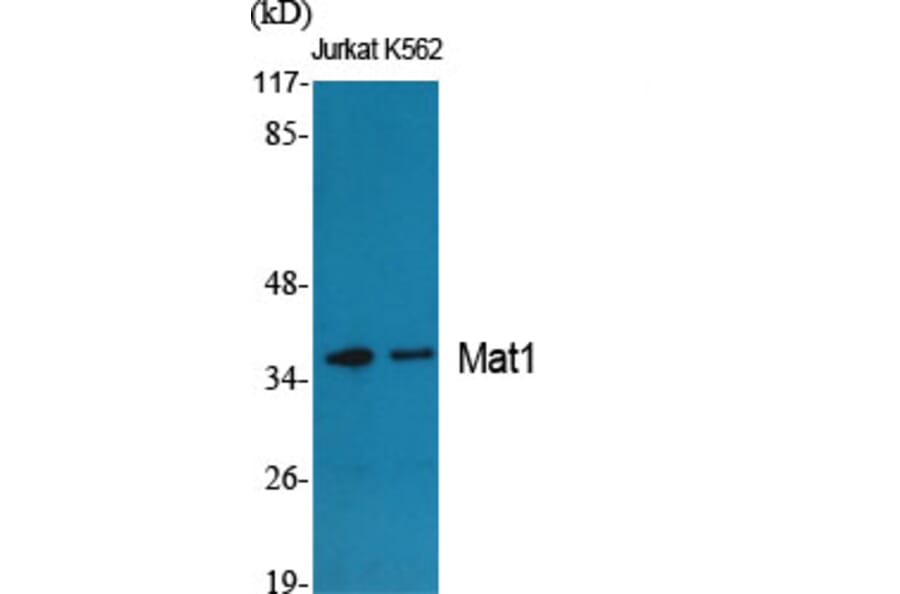 Western Blot - Anti-MAT1 Antibody (C10691) - Antibodies.com