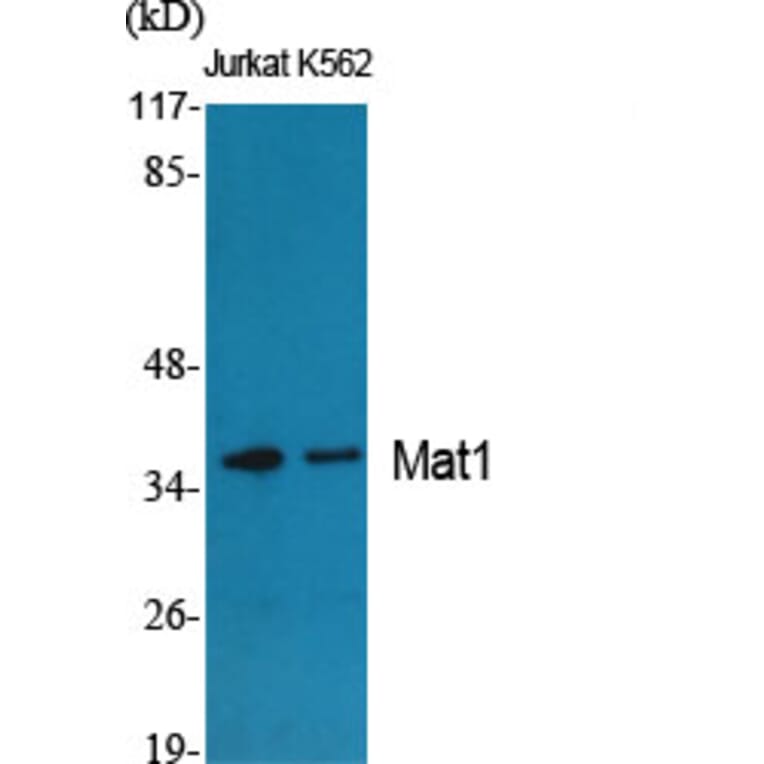 Western Blot - Anti-MAT1 Antibody (C10691) - Antibodies.com