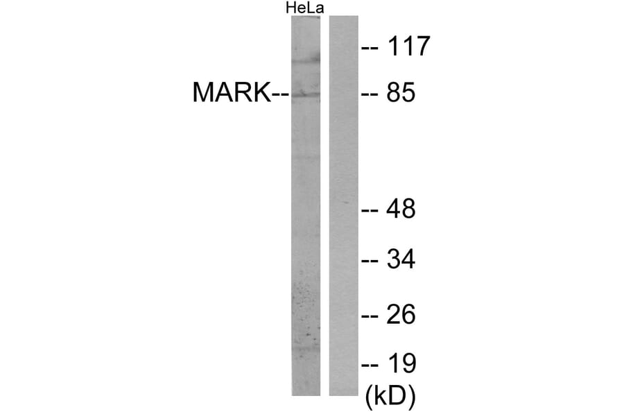 Western Blot - Anti-MARK Antibody (C11796) - Antibodies.com