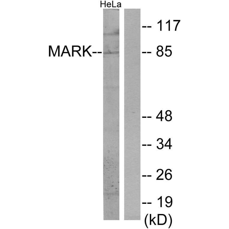 Western Blot - Anti-MARK Antibody (C11796) - Antibodies.com