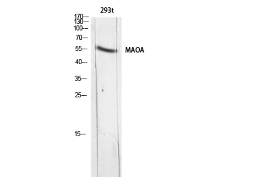 Western Blot - Anti-MAOA Antibody (C30242) - Antibodies.com