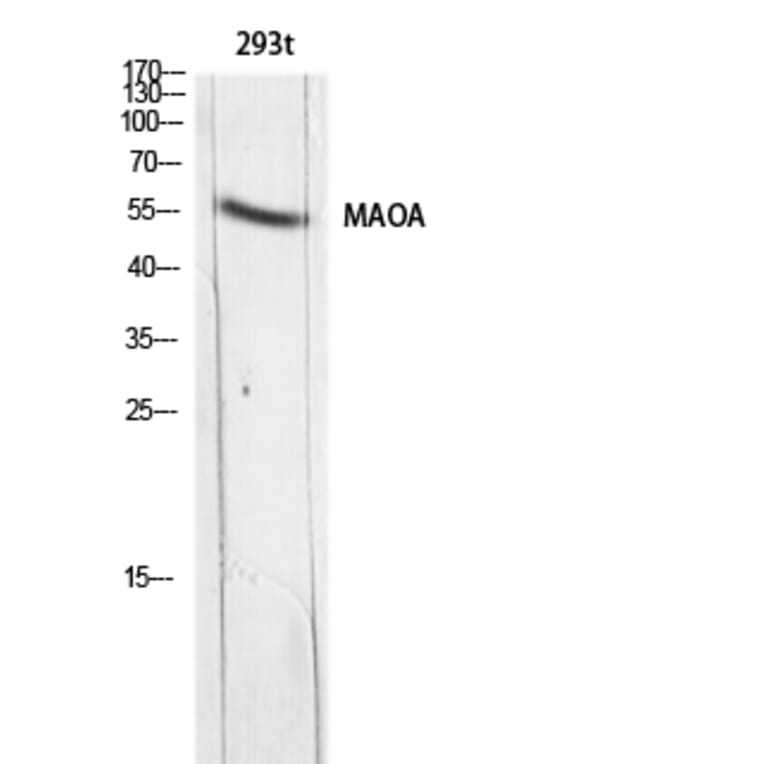 Western Blot - Anti-MAOA Antibody (C30242) - Antibodies.com