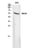 Western Blot - Anti-MAOA Antibody (C30242) - Antibodies.com