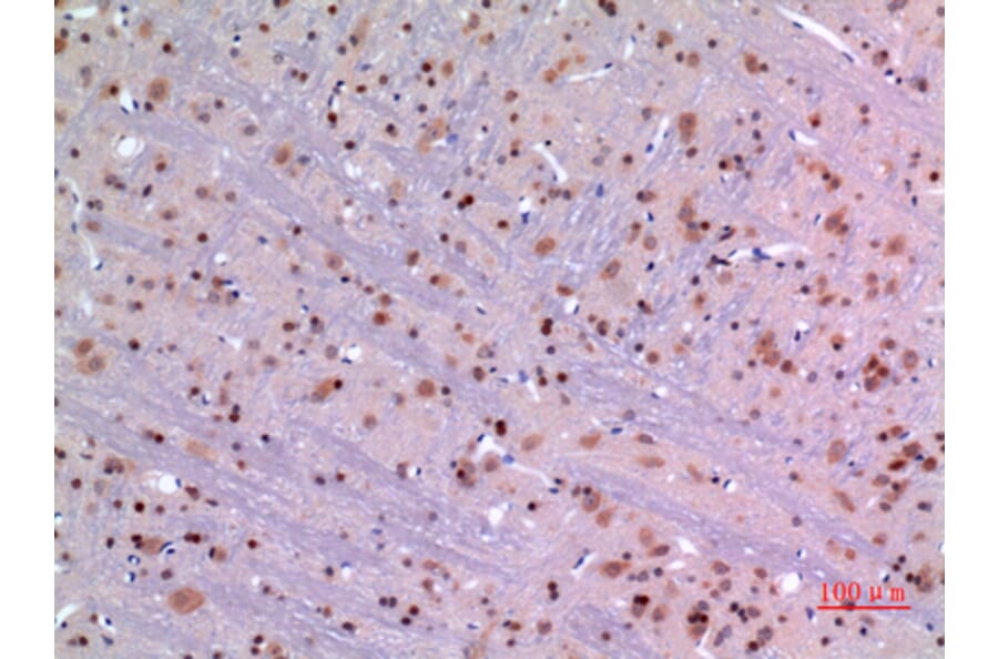 Immunohistochemistry - Anti-MANF Antibody (C30732) - Antibodies.com