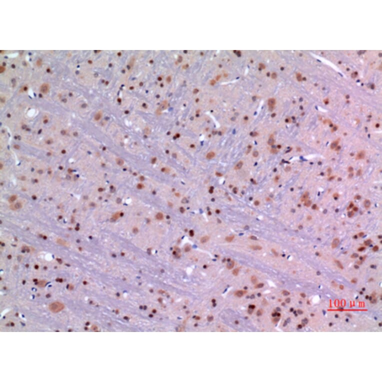 Immunohistochemistry - Anti-MANF Antibody (C30732) - Antibodies.com