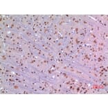 Immunohistochemistry - Anti-MANF Antibody (C30732) - Antibodies.com