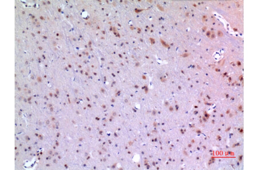 Immunohistochemistry - Anti-MANF Antibody (C30732) - Antibodies.com
