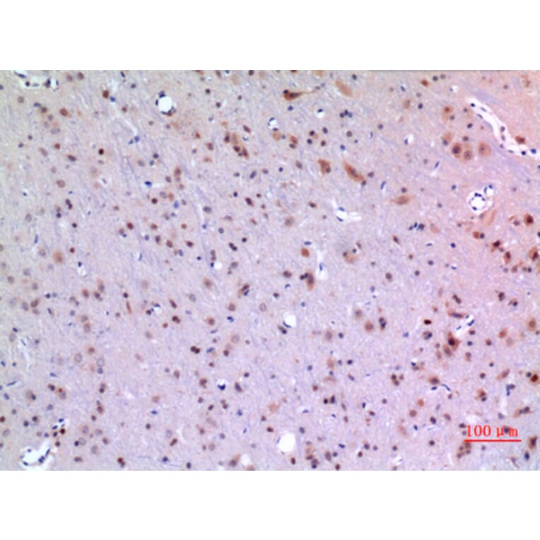 Immunohistochemistry - Anti-MANF Antibody (C30732) - Antibodies.com