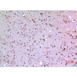 Immunohistochemistry - Anti-MANF Antibody (C30732) - Antibodies.com