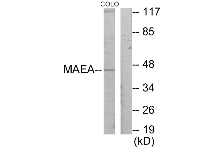 Western Blot - Anti-MAEA Antibody (C11253) - Antibodies.com