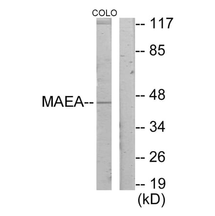 Western Blot - Anti-MAEA Antibody (C11253) - Antibodies.com