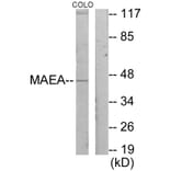 Western Blot - Anti-MAEA Antibody (C11253) - Antibodies.com
