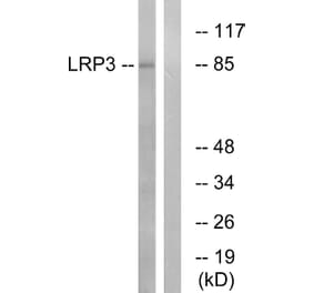 Western Blot - Anti-LRP3 Antibody (C16512) - Antibodies.com