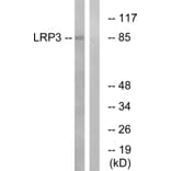 Western Blot - Anti-LRP3 Antibody (C16512) - Antibodies.com