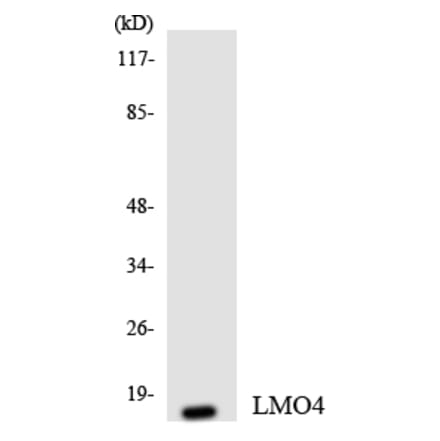 Western Blot - Anti-LMO4 Antibody (R12-2972) - Antibodies.com
