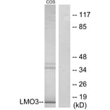 Western Blot - Anti-LMO3 Antibody (C11382) - Antibodies.com