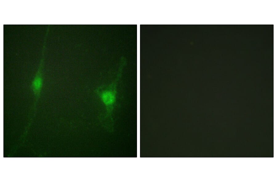 Immunofluorescence - Anti-LKB1 Antibody (B0672) - Antibodies.com