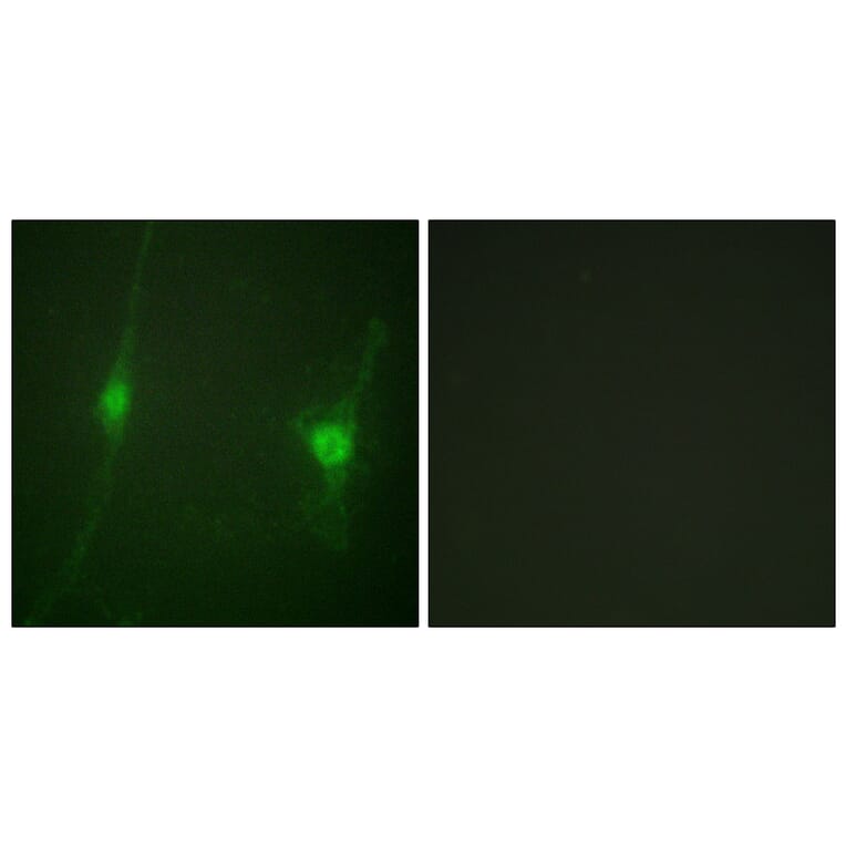 Immunofluorescence - Anti-LKB1 Antibody (B0672) - Antibodies.com