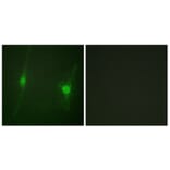 Immunofluorescence - Anti-LKB1 Antibody (B0672) - Antibodies.com