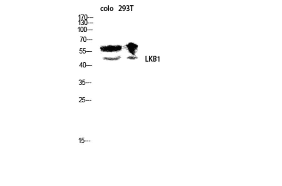 Western Blot - Anti-LKB1 Antibody (B0672) - Antibodies.com