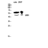 Western Blot - Anti-LKB1 Antibody (B0672) - Antibodies.com