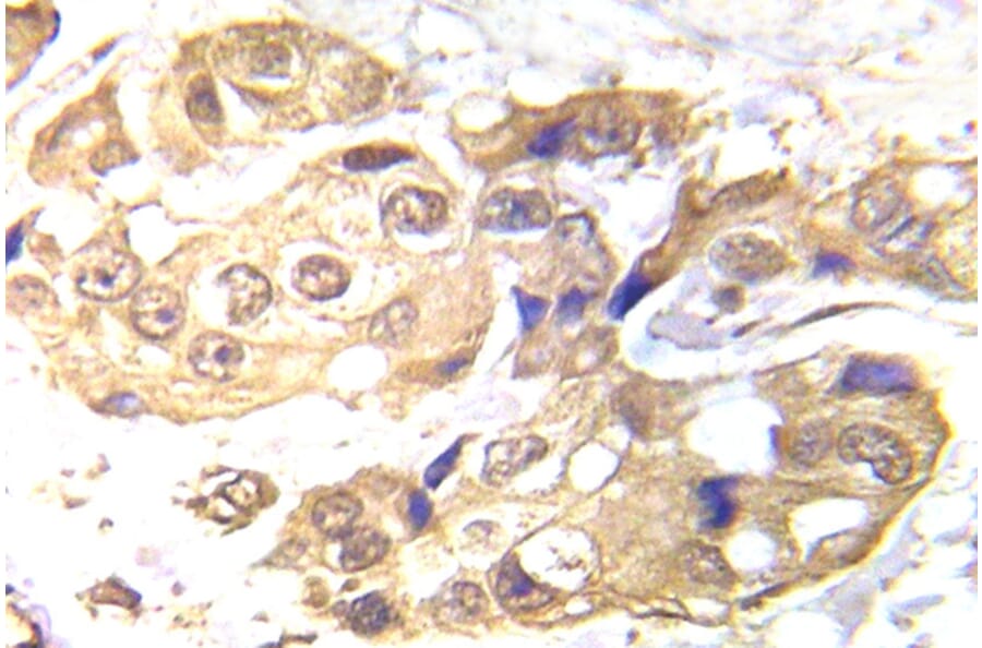 Immunohistochemistry - Anti-LKB1 Antibody (R12-2228) - Antibodies.com