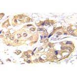 Immunohistochemistry - Anti-LKB1 Antibody (R12-2228) - Antibodies.com