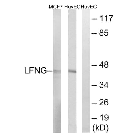 Western Blot - Anti-LFNG Antibody (C14718) - Antibodies.com