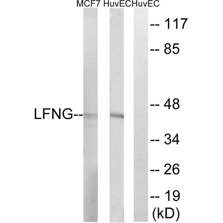 Western Blot - Anti-LFNG Antibody (C14718) - Antibodies.com
