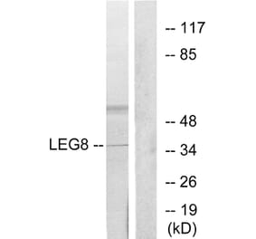 Western Blot - Anti-LEG8 Antibody (C13079) - Antibodies.com